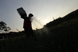 Petani Beralih ke Tanaman Palawija Hadapi Musim Kemarau