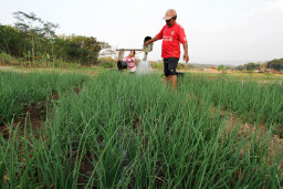 Petani menyiram tanaman bawang merah menggunakan air di lahan pertanian di Dusun Sriten, Desa Jurangjero, Ngawen, Gunungkidul, D I Yogyakarta, Minggu (26/7/2026). Berita Foto/Patrik Cahyo Lumintu