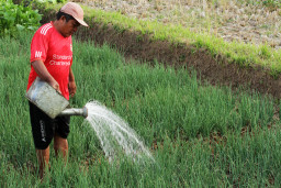 Petani menyiram tanaman bawang merah menggunakan air di lahan pertanian di Dusun Sriten, Desa Jurangjero, Ngawen, Gunungkidul, D I Yogyakarta, Minggu (26/7/2026). Berita Foto/Patrik Cahyo Lumintu