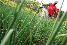 Petani menyiram tanaman bawang merah menggunakan air di lahan pertanian di Dusun Sriten, Desa Jurangjero, Ngawen, Gunungkidul, D I Yogyakarta, Minggu (26/7/2026). Berita Foto/Patrik Cahyo Lumintu