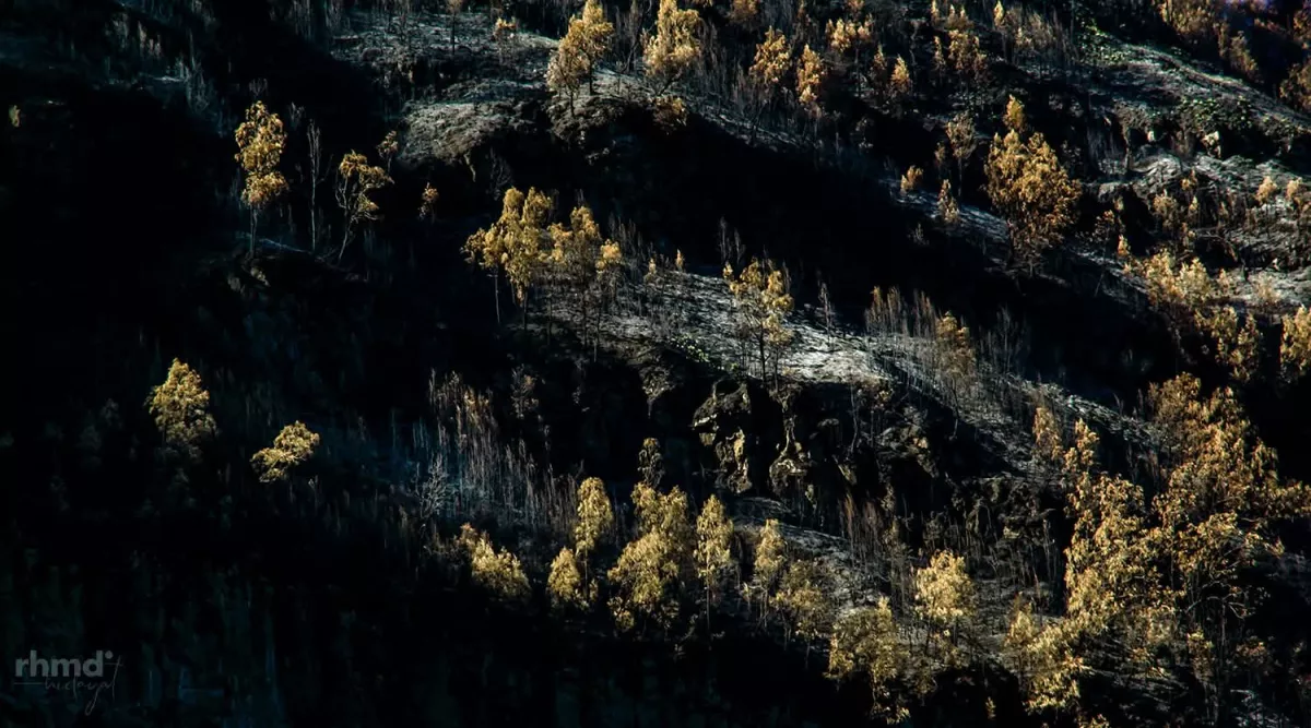 Rekaman visual lereng tebing di kawasan Blok Bantengan, Kaldera Tengger, Taman Nasional Bromo Tengger Semeru (TNBTS) pasca-peristiwa kebakaran hutan.